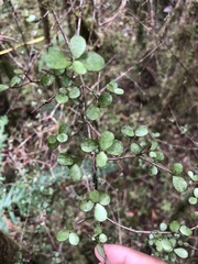 Streblus heterophyllus