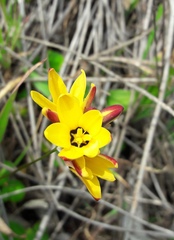 Ixia maculata