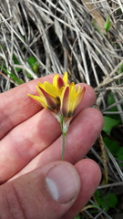 Ixia maculata