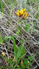 Ixia maculata