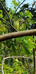 Psittacula krameri