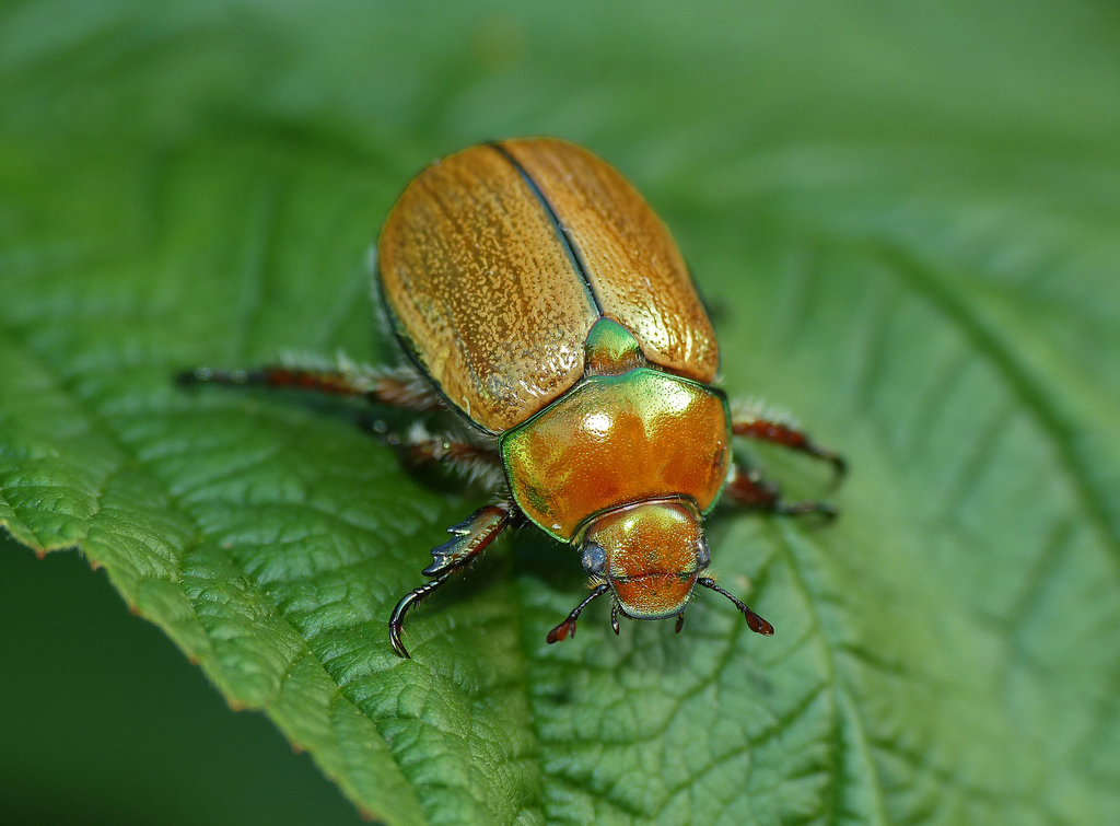 Anoplognathus suturalis