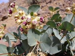 Asclepias cryptoceras