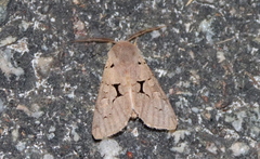 Orthosia carnipennis