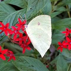 Phoebis neocypris neocypris