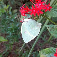 Phoebis neocypris neocypris