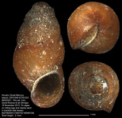 Halopyrgus pagodulus