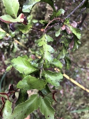 Phyllocladus