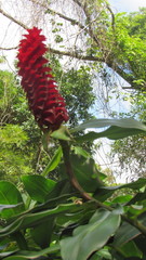 Costus comosus