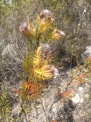 Serruria phylicoides