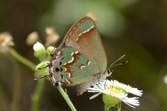 Callophrys gryneus castalis