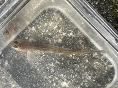 Lepidogobius lepidus
