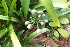 Clivia miniata