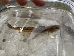 Lepidogobius lepidus