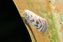 Copsyrna maculata