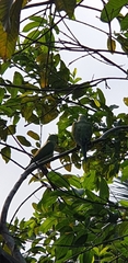 Psittacula krameri