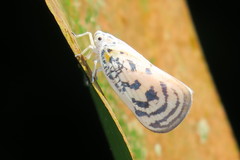 Copsyrna maculata