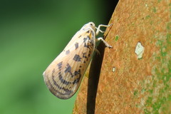 Copsyrna maculata