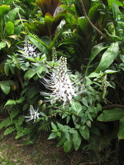Orthosiphon aristatus