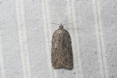 Acleris maximana