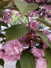 Prunus