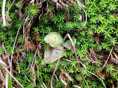 Pinguicula oblongiloba