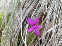 Pinguicula oblongiloba
