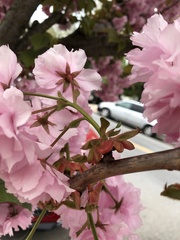Prunus