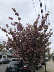 Prunus