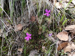 Pinguicula oblongiloba