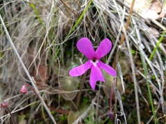 Pinguicula oblongiloba