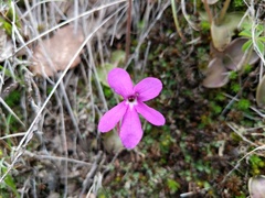 Pinguicula oblongiloba