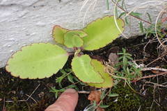 Kalanchoe pinnata