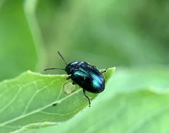Gastrophysa cyanea