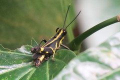 Traulia azureipennis