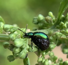Gastrophysa cyanea