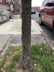 Prunus