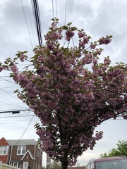 Prunus