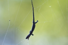 Cryptoblepharus pulcher pulcher