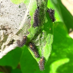 Chlosyne lacinia saundersi
