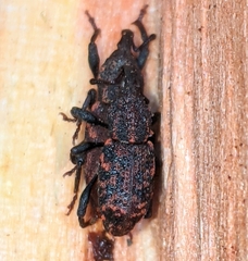 Steremnius carinatus