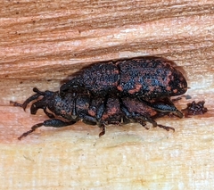 Steremnius carinatus
