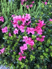 Rhododendron pulchrum phoeniceum