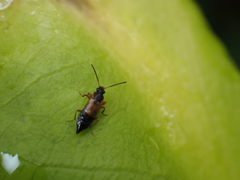 Pelecomalium testaceum