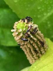 Pelecomalium testaceum