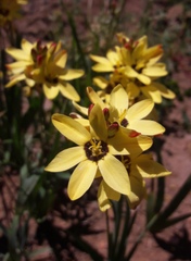 Ixia abbreviata