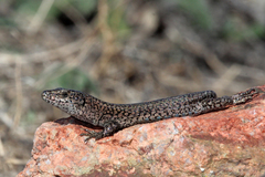 Podarcis carbonelli berlengensis