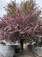 Prunus