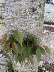 Prunus