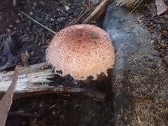 Lepiota haemorrhagica
